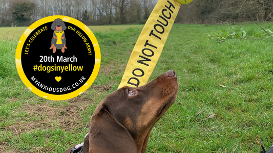 a happy Dachund on a walk in a pink harness along with a bright yellow lead and sleeve which shows the words "do not touch"