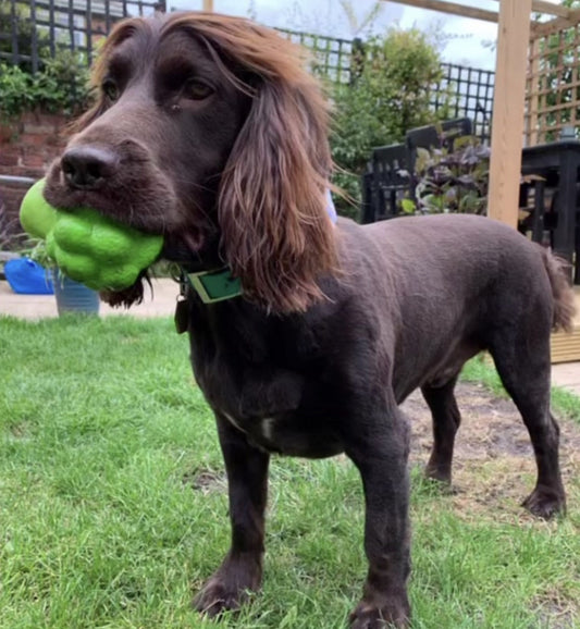 Enrichment on a Diet